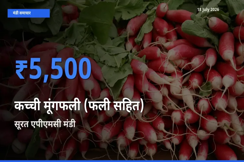 बाज़ार संकेत: सूरत एपीएमसी बना कच्ची मूंगफली (फली सहित) के लिए आज की टॉप मंडी