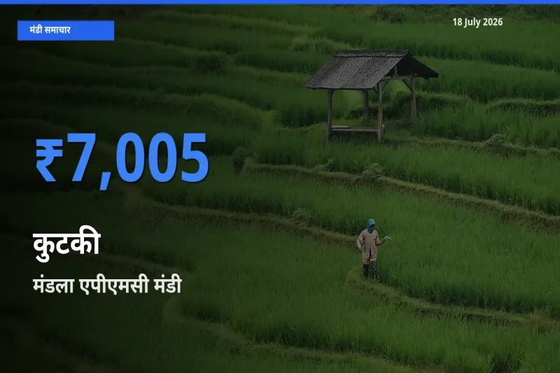 टॉप मंडी बना मंडला एपीएमसी! कुटकी के सबसे ऊँचे दाम यहीं दर्ज