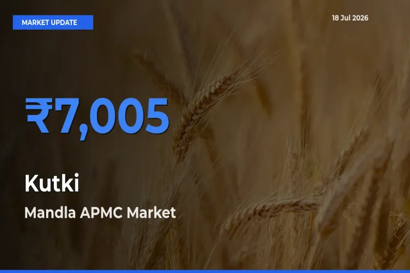 Mandla APMC Tops Kutki Rates – July 18 Market Update