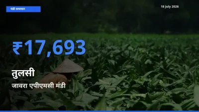 आज तुलसी के सबसे ज़्यादा दाम जावरा एपीएमसी मंडी में दर्ज