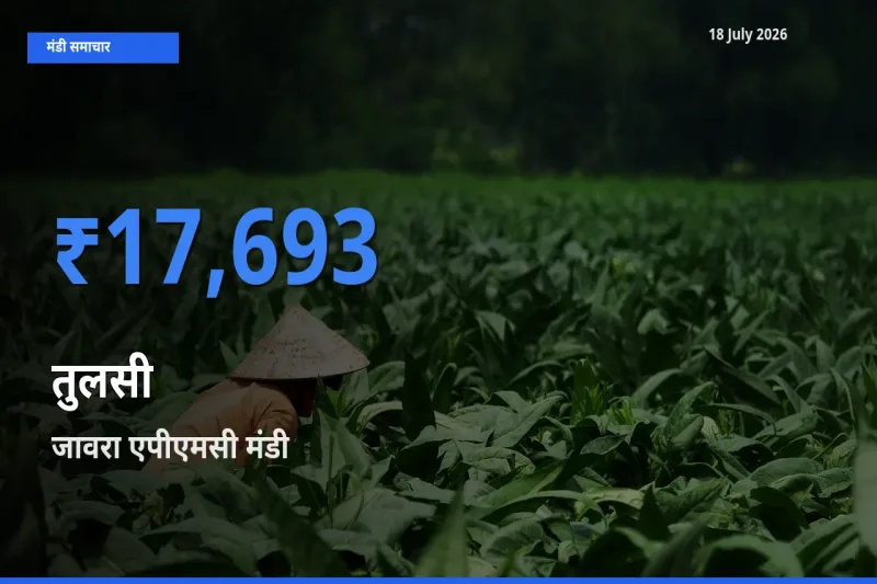आज तुलसी के सबसे ज़्यादा दाम जावरा एपीएमसी मंडी में दर्ज
