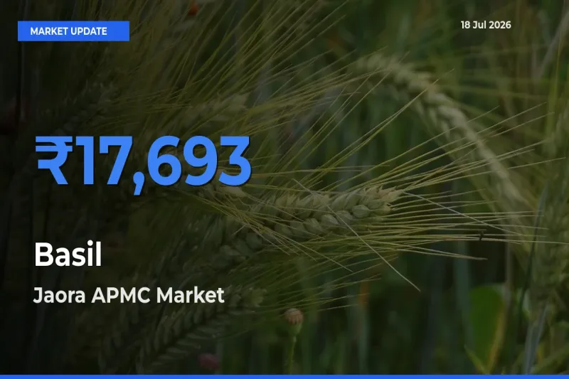 Jaora APMC Tops Basil Rates – July 18 Market Update