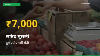 सफेद मूसली के दामों में रिकॉर्ड तेज़ी, दुर्ग एपीएमसी
