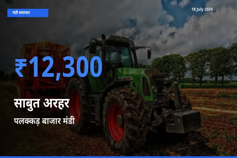 टॉप मंडी बना पलक्कड़ बाजार! साबुत अरहर के सबसे ऊँचे दाम यहीं दर्ज