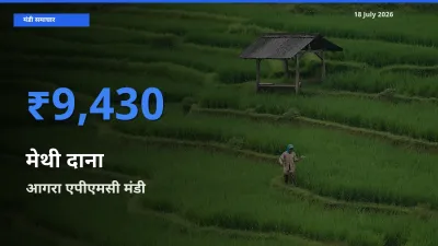 आज मेथी दाना के सबसे ज़्यादा दाम आगरा एपीएमसी मंडी में दर्ज
