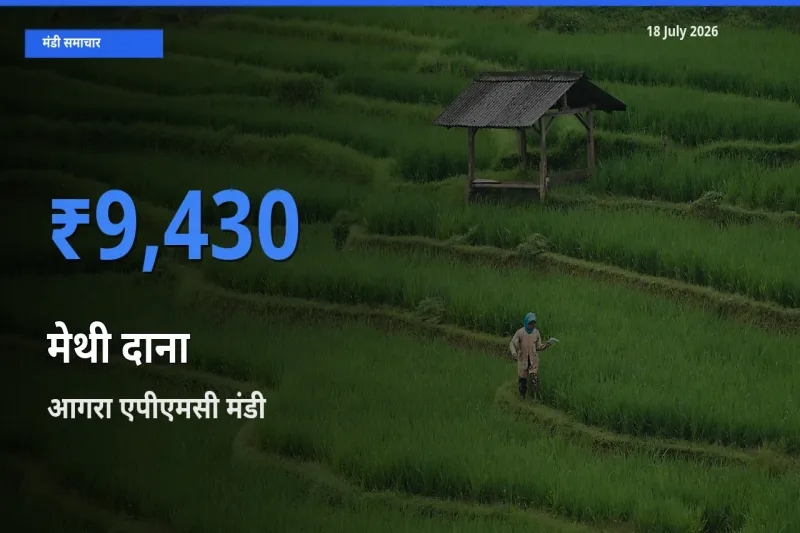 आज मेथी दाना के सबसे ज़्यादा दाम आगरा एपीएमसी मंडी में दर्ज