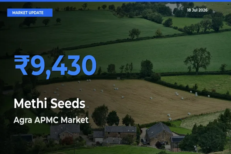 Agra APMC Offers ₹9,430 – Highest Methi Seeds Rate Today