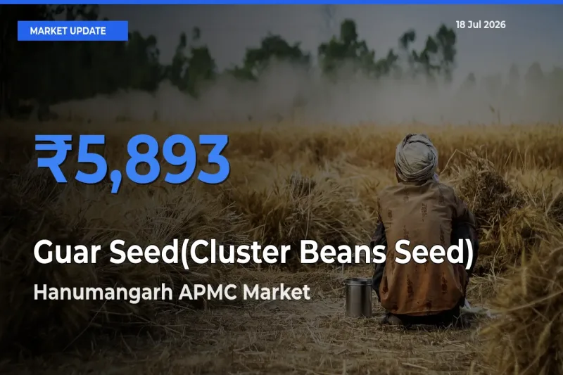 Hanumangarh APMC Tops Guar Seed(Cluster Beans Seed) Rates – July 18 Market Update