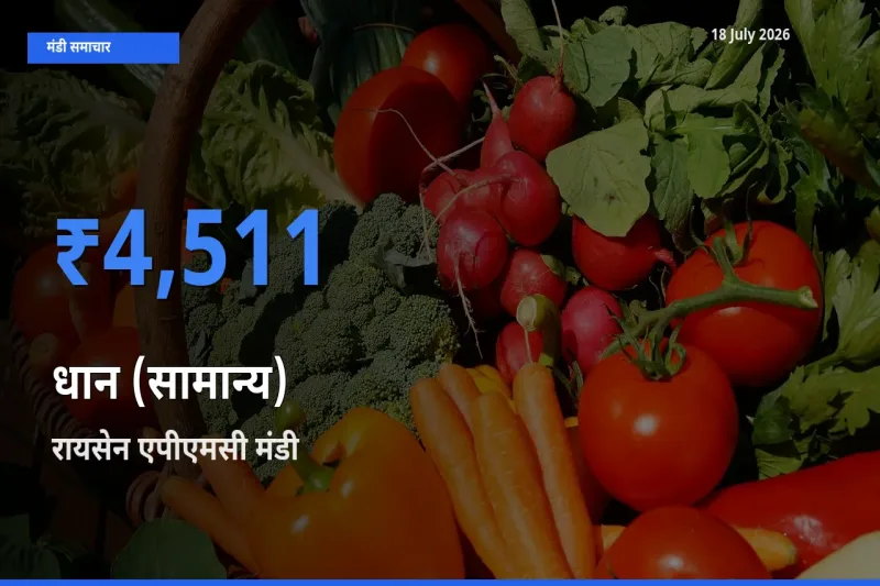 18 July अपडेट: धान (सामान्य) के सबसे ऊँचे दाम रायसेन एपीएमसी मंडी में
