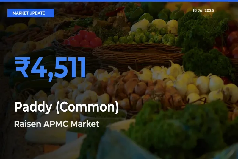 Raisen APMC Emerges as Top Mandi for Paddy (Common) Prices Today