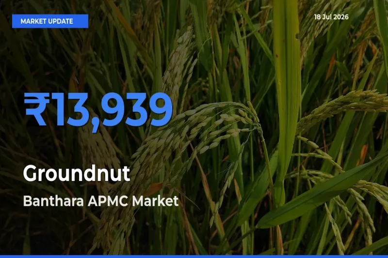Farmers Prefer Banthara APMC as Groundnut Hits Highest Rate