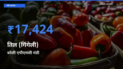 बरेली एपीएमसी मंडी में तिल (गिंगेली) ₹17,424 पर पहुँचा – आज का सर्वोच्च भाव