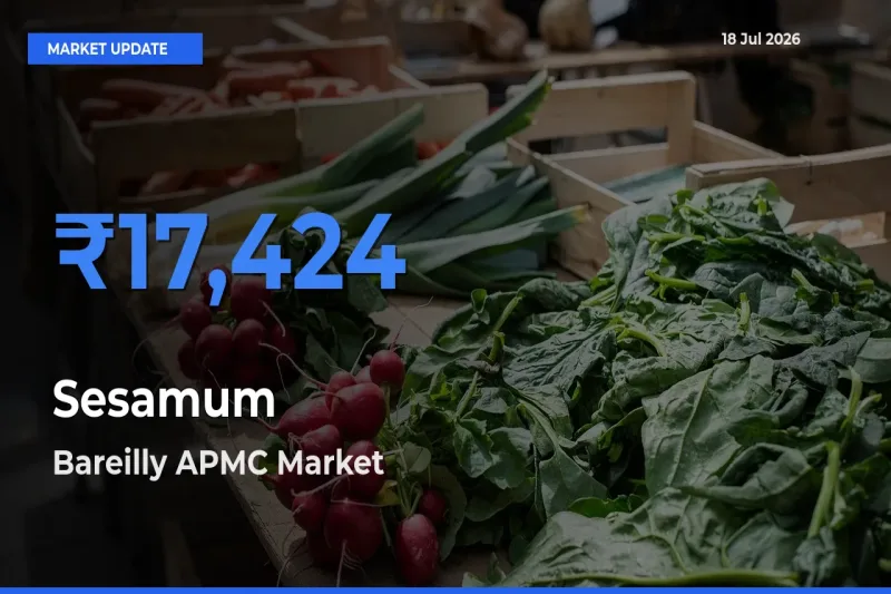 Bareilly APMC Tops Sesamum Mandi Rates Today