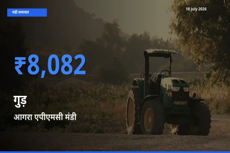 बाज़ार संकेत: आगरा एपीएमसी बना गुड़ के लिए आज की टॉप मंडी