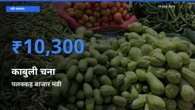 टॉप मंडी बना पलक्कड़ बाजार! काबुली चना के सबसे ऊँचे दाम यहीं दर्ज