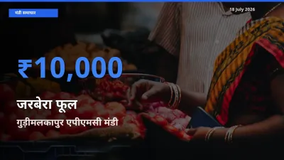 आज जरबेरा फूल के सबसे ज़्यादा दाम गुड़ीमलकापुर एपीएमसी मंडी में दर्ज