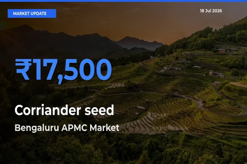 Top Performer! Bengaluru APMC Offers Best Corriander seed Price Today
