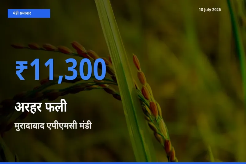 आज का मंडी भाव: अरहर फली के सबसे ज़्यादा दाम मुरादाबाद एपीएमसी में