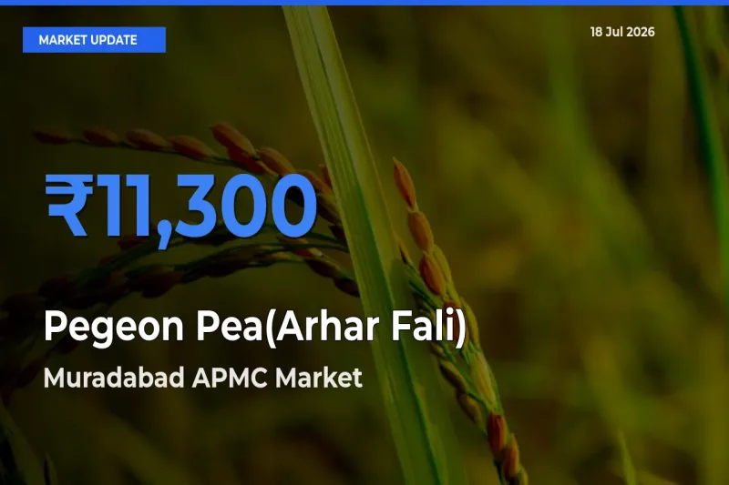 Muradabad APMC Offers ₹11,300 – Highest Pegeon Pea(Arhar Fali) Rate Today