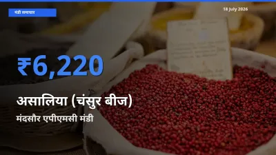 टॉप मंडी बना मंदसौर एपीएमसी! असालिया (चंसुर बीज) के सबसे ऊँचे दाम यहीं दर्ज