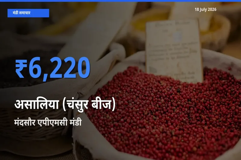 टॉप मंडी बना मंदसौर एपीएमसी! असालिया (चंसुर बीज) के सबसे ऊँचे दाम यहीं दर्ज