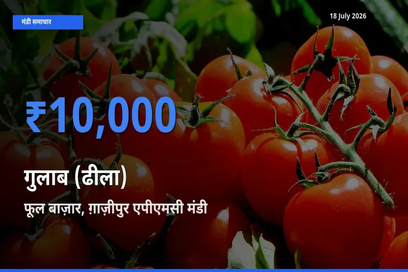 आज का मंडी भाव: गुलाब (ढीला) के सबसे ज़्यादा दाम फूल बाज़ार, ग़ाज़ीपुर एपीएमसी में