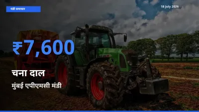 टॉप मंडी बना मुंबई एपीएमसी! चना दाल के सबसे ऊँचे दाम यहीं दर्ज