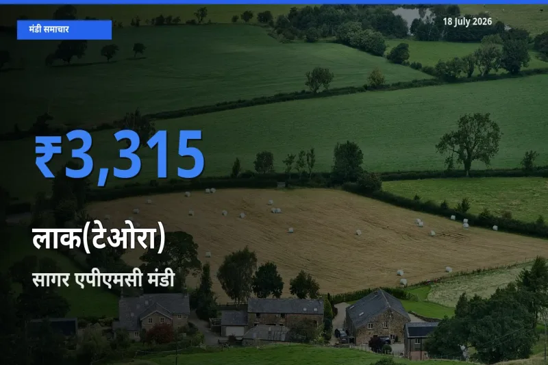 आज का मंडी भाव: लाक(टेओरा) के सबसे ज़्यादा दाम सागर एपीएमसी में