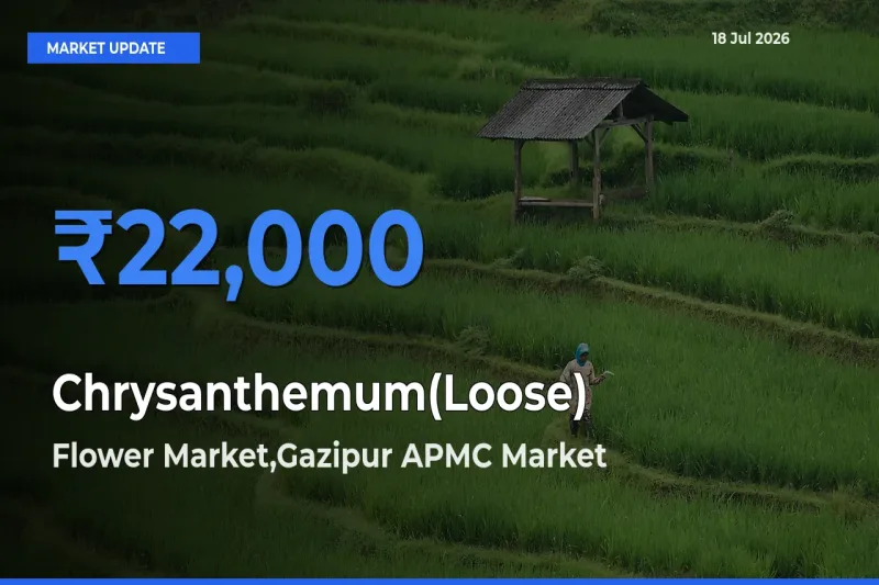 Flower Market,Gazipur APMC Emerges as Top Mandi for Chrysanthemum(Loose) Prices Today