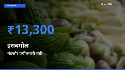 किसानों की पसंद बना मंदसौर एपीएमसी, इसबगोल के सबसे अच्छे दाम