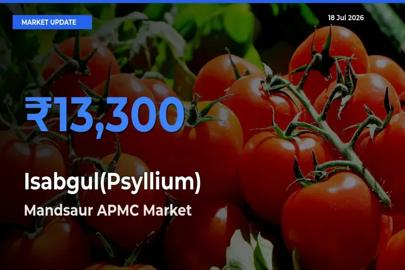 Mandsaur APMC Tops Isabgul(Psyllium) Mandi Rates Today