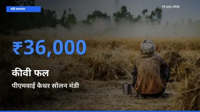 टॉप मंडी बना पीएमवाई कैथर सोलन! कीवी फल के सबसे ऊँचे दाम यहीं दर्ज