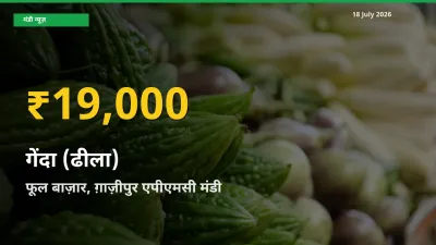 किसानों के लिए खुशखबरी! फूल बाज़ार, ग़ाज़ीपुर एपीएमसी में गेंदा (ढीला) के दाम रिकॉर्ड स्तर पर
