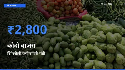 आज कोदो बाजरा के सबसे ऊँचे दाम ₹2,800 सिंगरोली एपीएमसी मंडी में