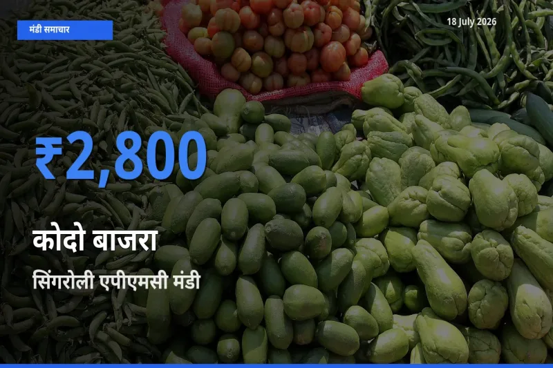 आज कोदो बाजरा के सबसे ऊँचे दाम ₹2,800 सिंगरोली एपीएमसी मंडी में
