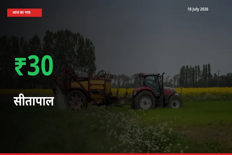 सीतापाल 30.43% उछला, मंडी