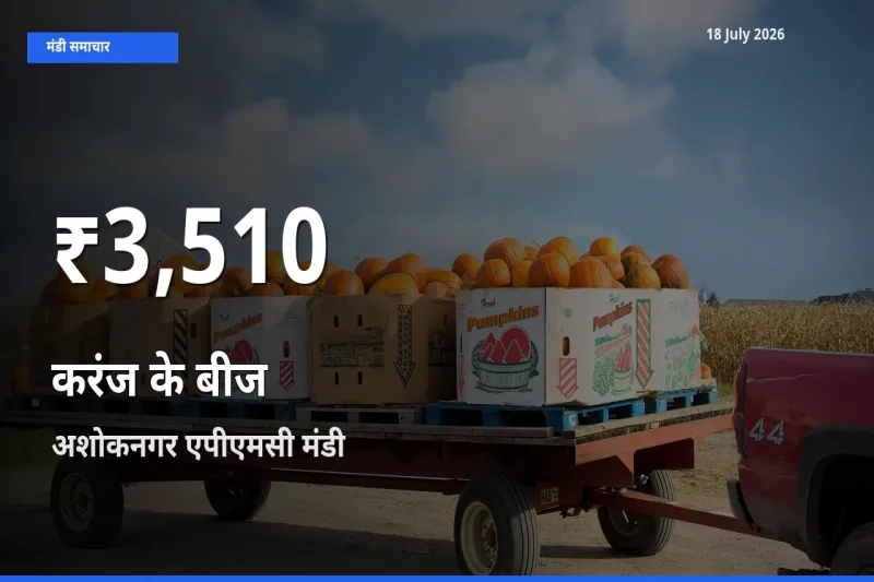 किसानों के लिए चिंता का विषय? करंज के बीज के दाम अशोकनगर एपीएमसी में 30 दिन के न्यूनतम स्तर पर