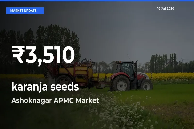Farmers Concerned as karanja seeds Hits 30-Day Low in Ashoknagar APMC