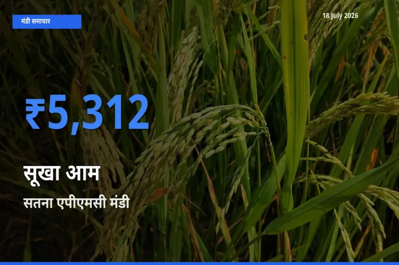 18 July अपडेट: सूखा आम के सबसे ऊँचे दाम सतना एपीएमसी मंडी में