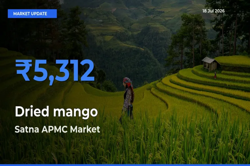 Satna APMC Tops Dried mango Mandi Rates Today