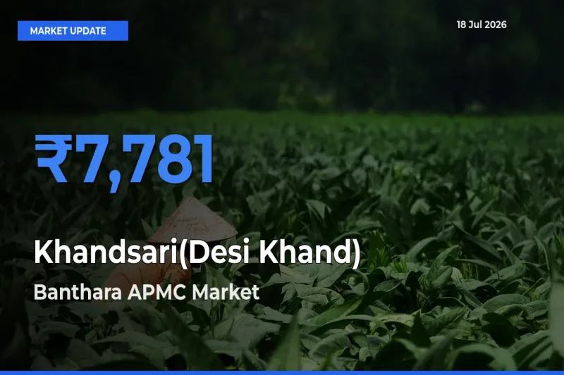 Market Watch: Banthara APMC Becomes Top Mandi for Khandsari(Desi Khand)