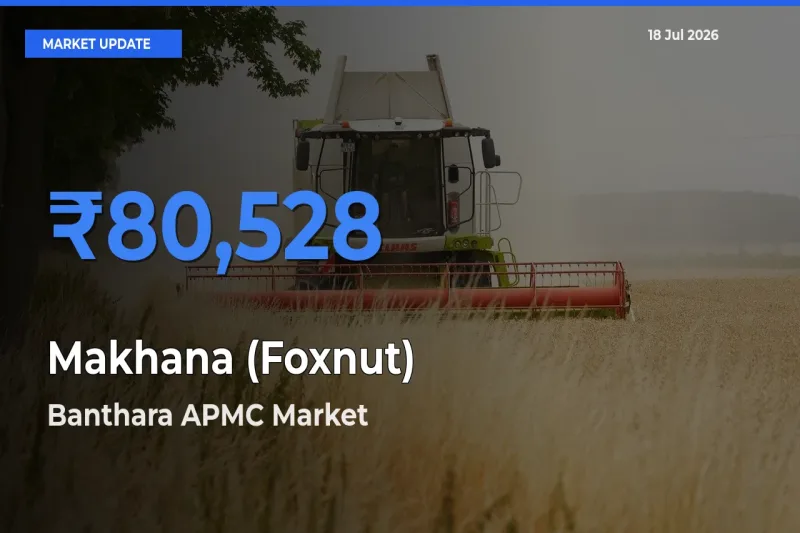 Top Performer! Banthara APMC Offers Best Makhana (Foxnut) Price Today