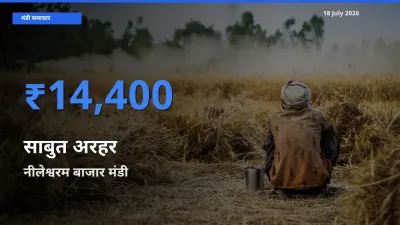 आज साबुत अरहर के सबसे ज़्यादा दाम नीलेश्वरम बाजार मंडी में दर्ज