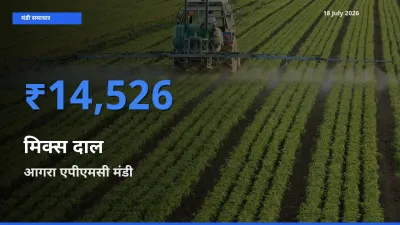 किसानों की पसंद बना आगरा एपीएमसी, मिक्स दाल के सबसे अच्छे दाम
