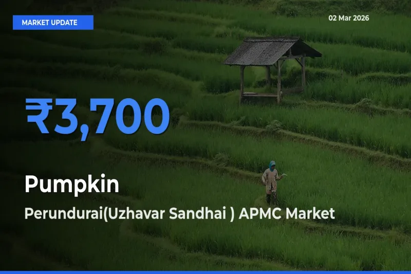Pumpkin Mandi Rate Today: Perundurai(Uzhavar Sandhai ) APMC Tops the List