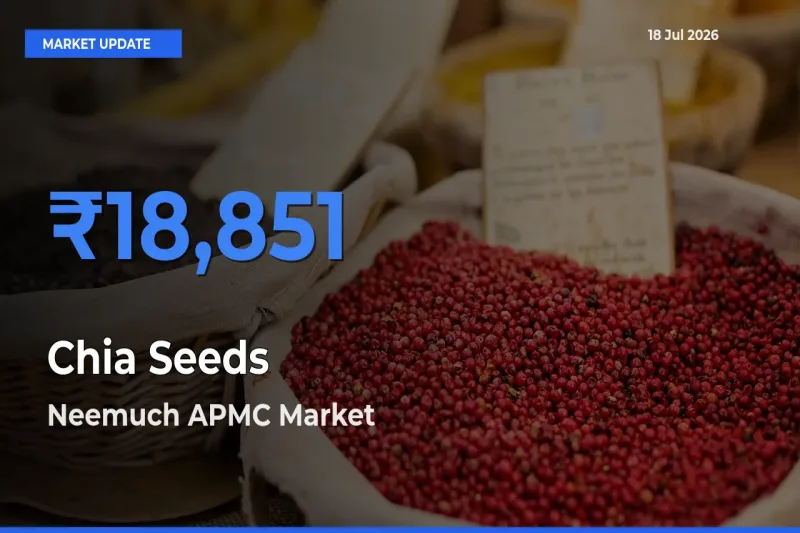 Neemuch APMC Tops Chia Seeds Rates – July 18 Market Update