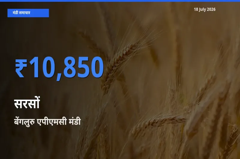 आज सरसों के सबसे ऊँचे दाम ₹10,850 बेंगलुरु एपीएमसी मंडी में