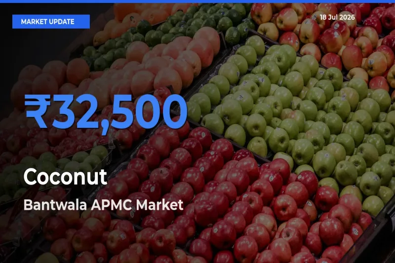 Bantwala APMC Offers ₹32,500 – Highest Coconut Rate Today