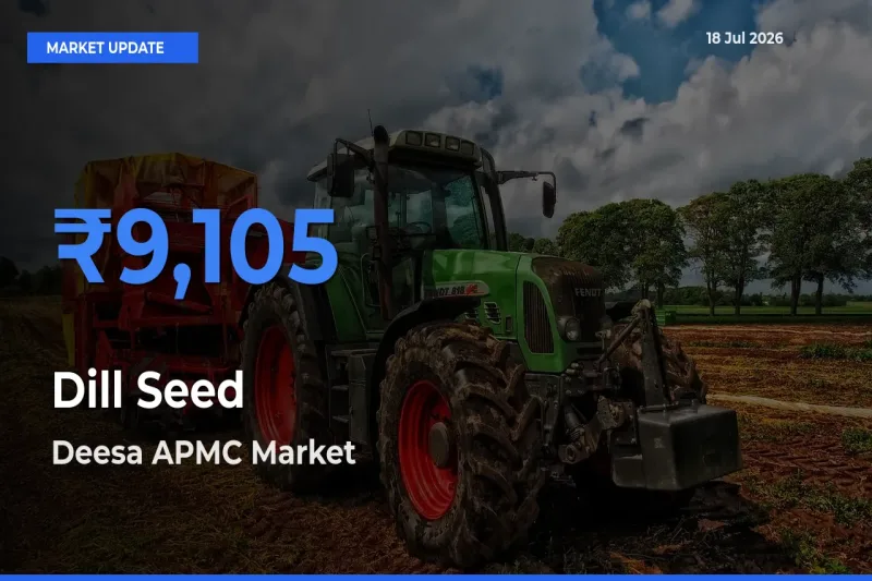 Market Watch: Deesa APMC Becomes Top Mandi for Dill Seed
