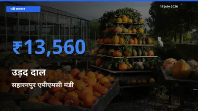 सहारनपुर एपीएमसी मंडी में आज उड़द दाल के सबसे ऊँचे दाम दर्ज